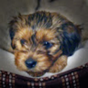 Meet your Posher, Robin